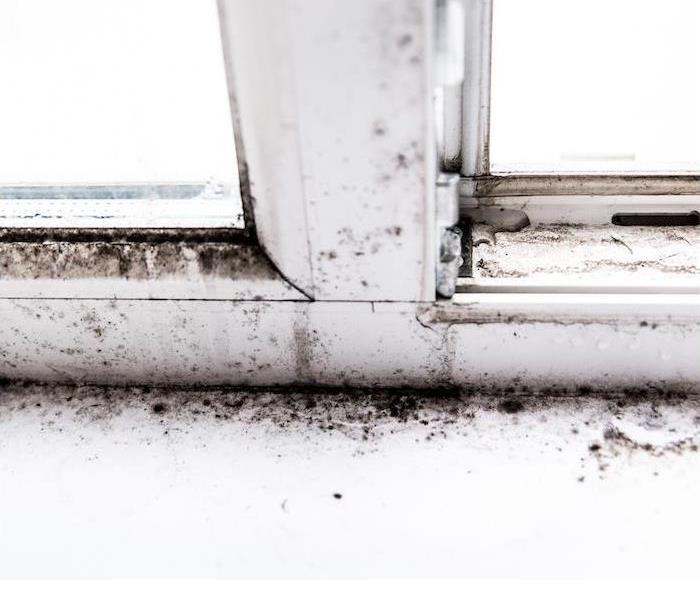 Unchecked mold growth appears around the edges of a window.